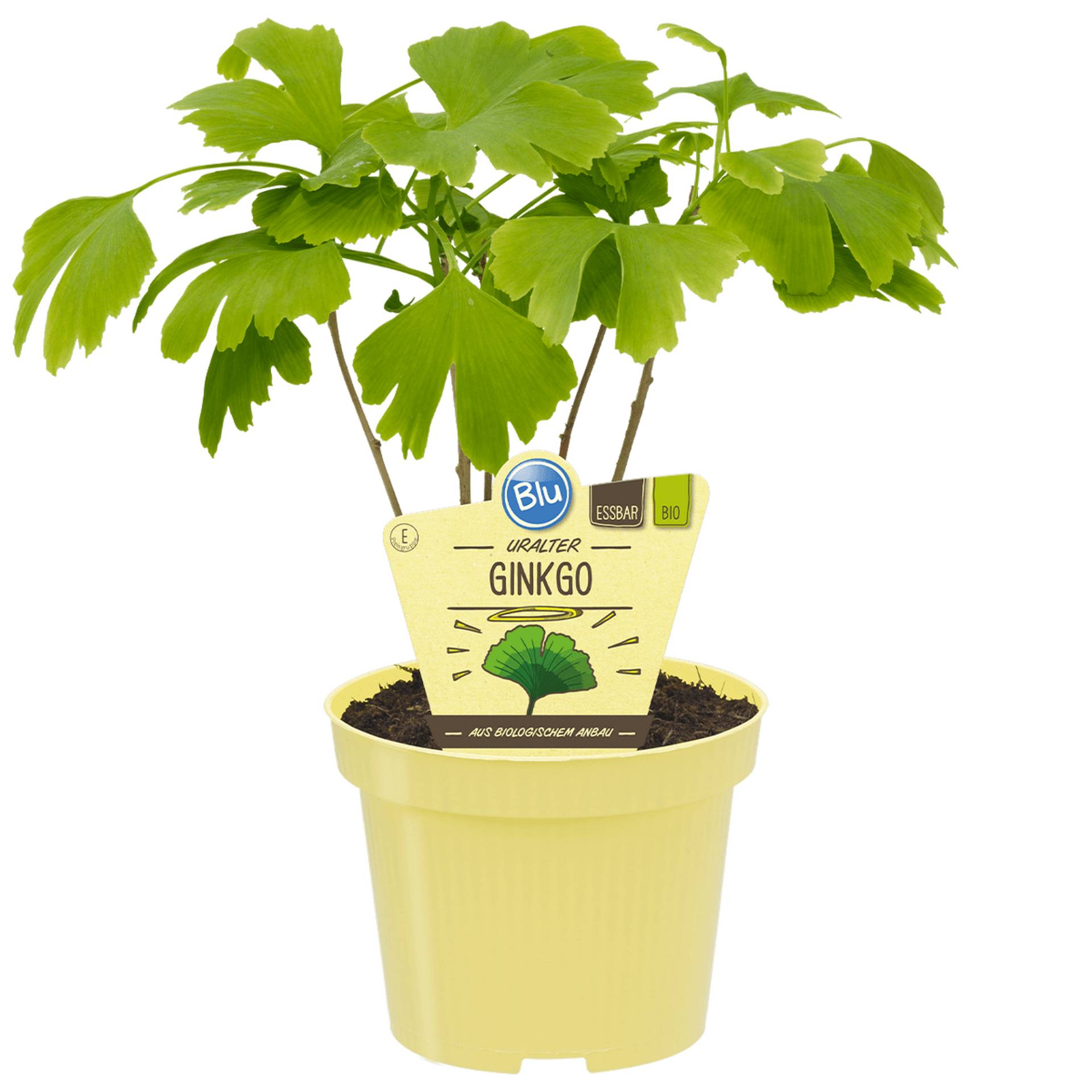 blu Bio-Ginkgo 12 cm Topf blu Bio-Ginkgo 12 cm Topf von blu