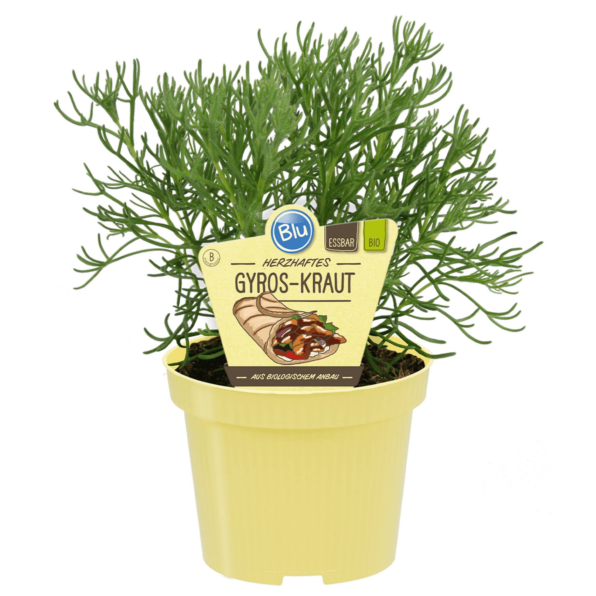 blu Bio-Gyros-Kraut 12 cm Topf von blu