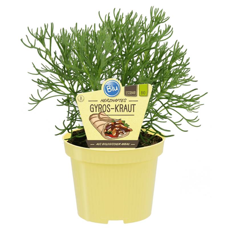 blu Bio-Gyros-Kraut 12 cm Topf von blu