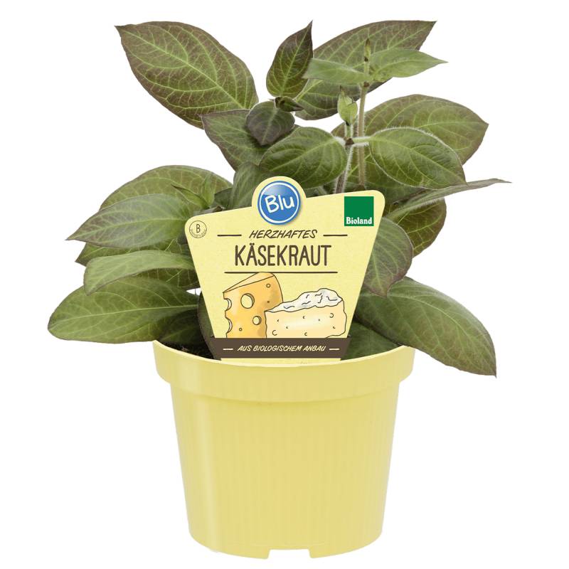 blu Bio-Käsekraut 12 cm Topf von blu