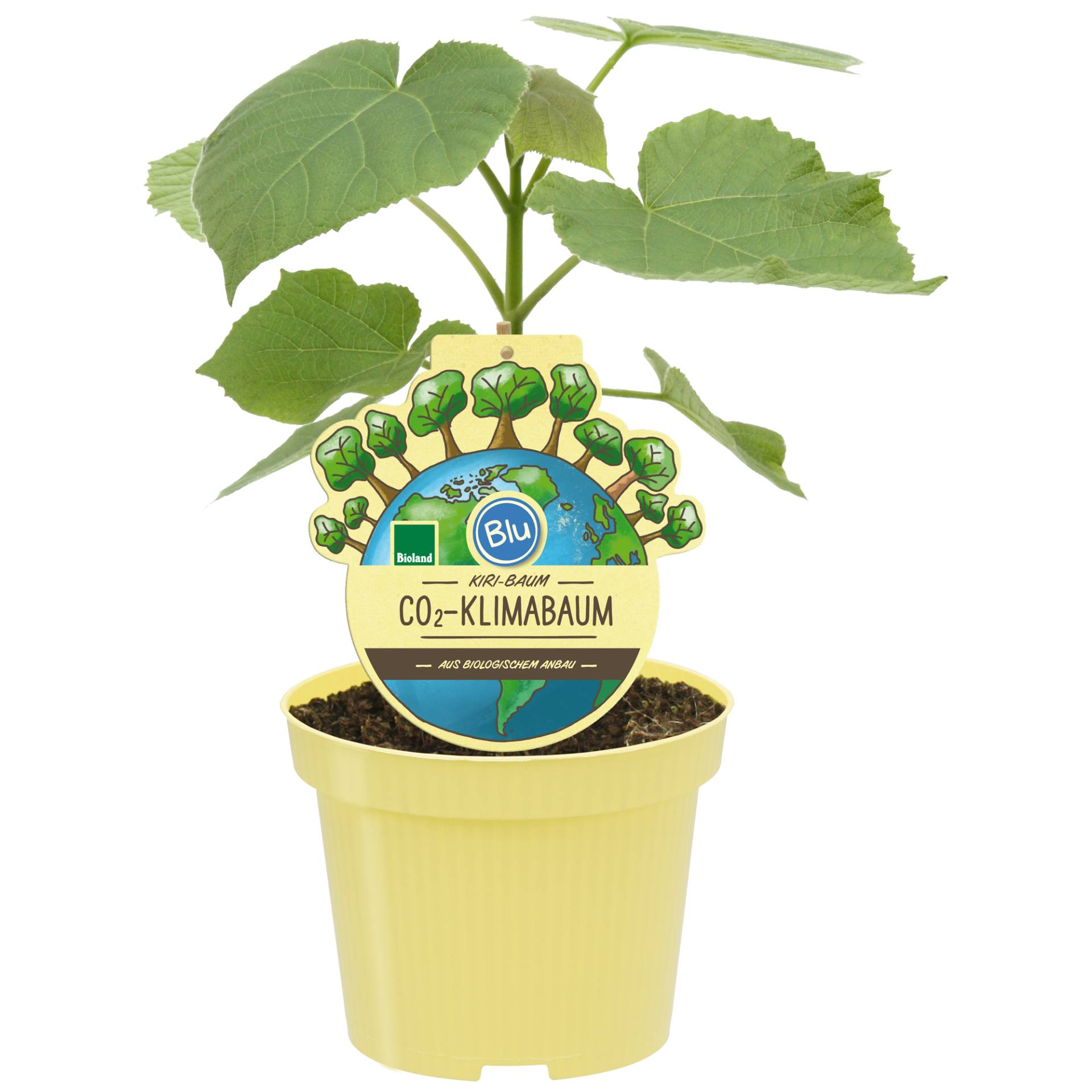 blu Bio Kiribaum 'Nordmax21'® 15 cm Topf von blu