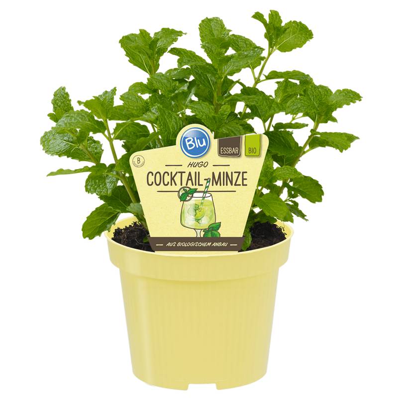 blu Bio-Minze 'Hugo-Cocktailminze' 12 cm Topf von blu