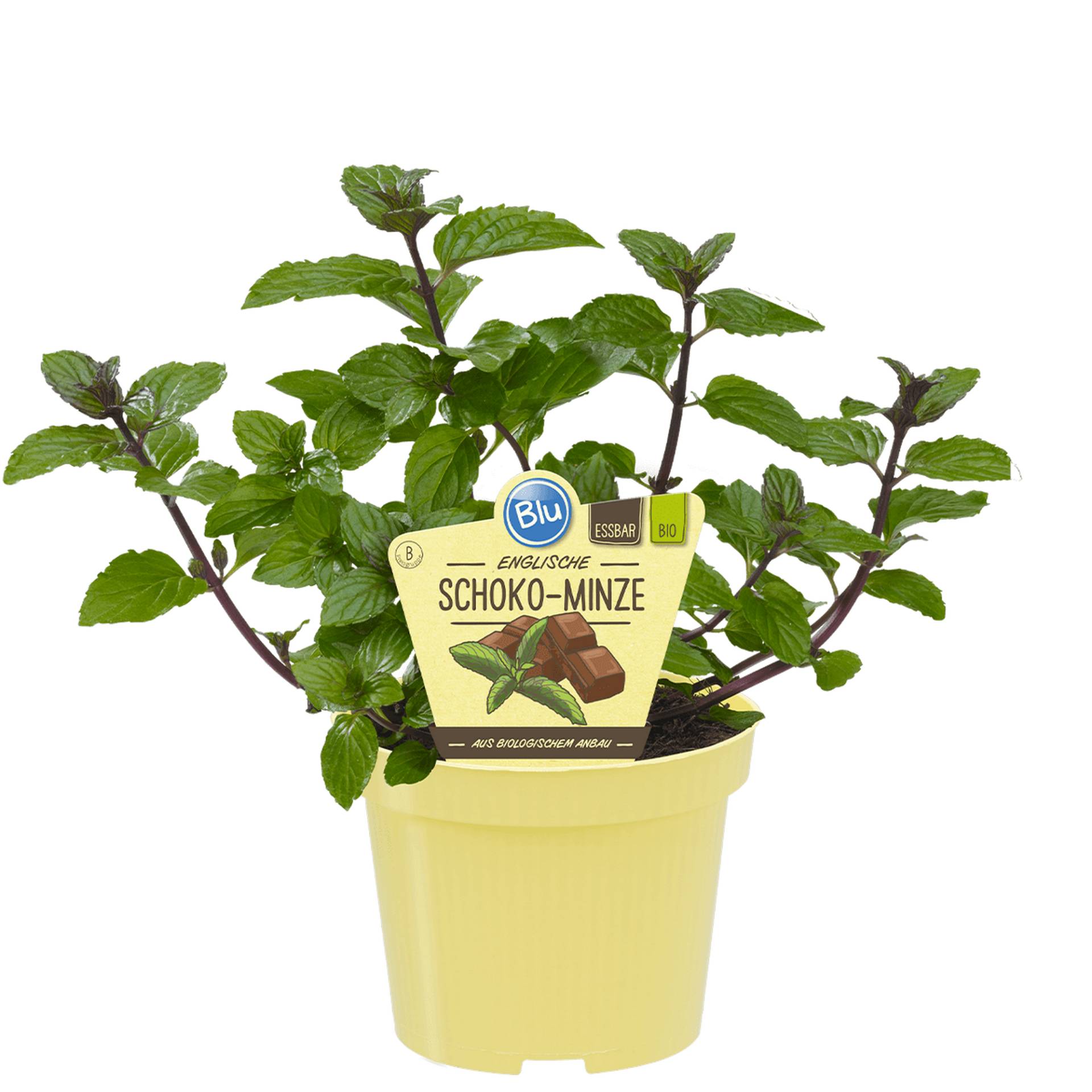 blu Bio-Minze 'Schokominze' 12 cm Topf blu Bio-Minze 'Schokominze' 12 cm Topf von blu