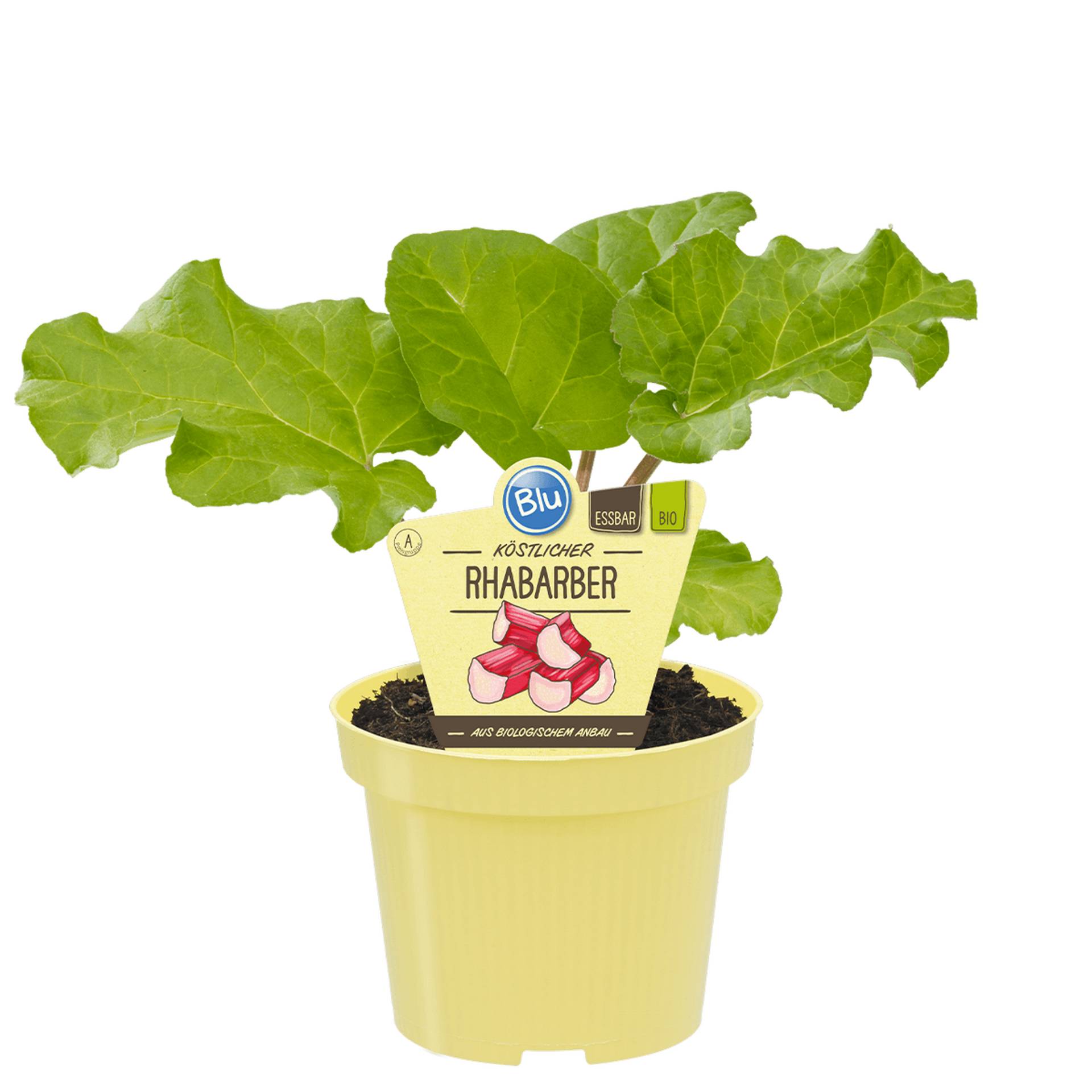 blu Bio-Rhabarber 12 cm Topf blu Bio-Rhabarber 12 cm Topf von blu