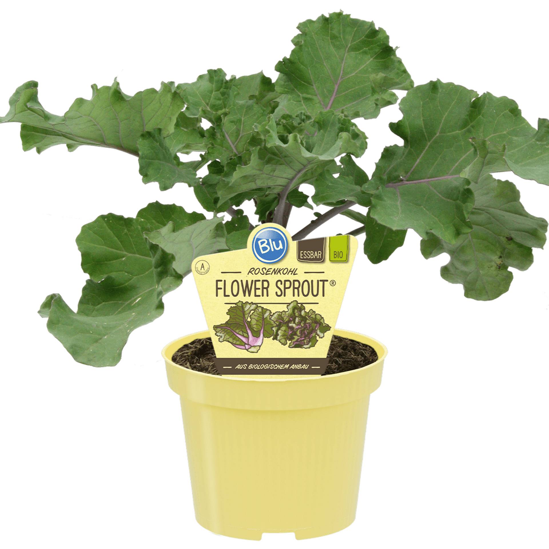blu Bio-Rosenkohl 'Flower-Sprout®' 12 cm Topf von blu