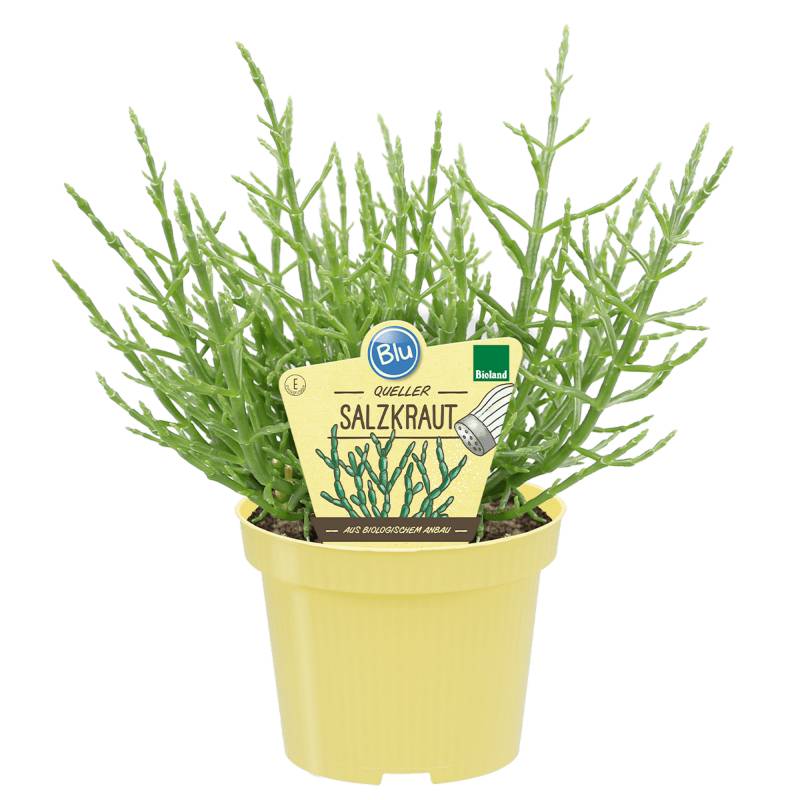 blu Bio-Salzkraut 12 cm Topf von blu