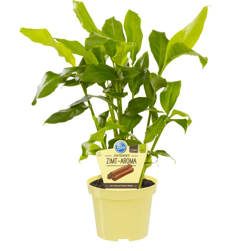 blu Bio-Zimt-Aroma 12 cm Topf von blu