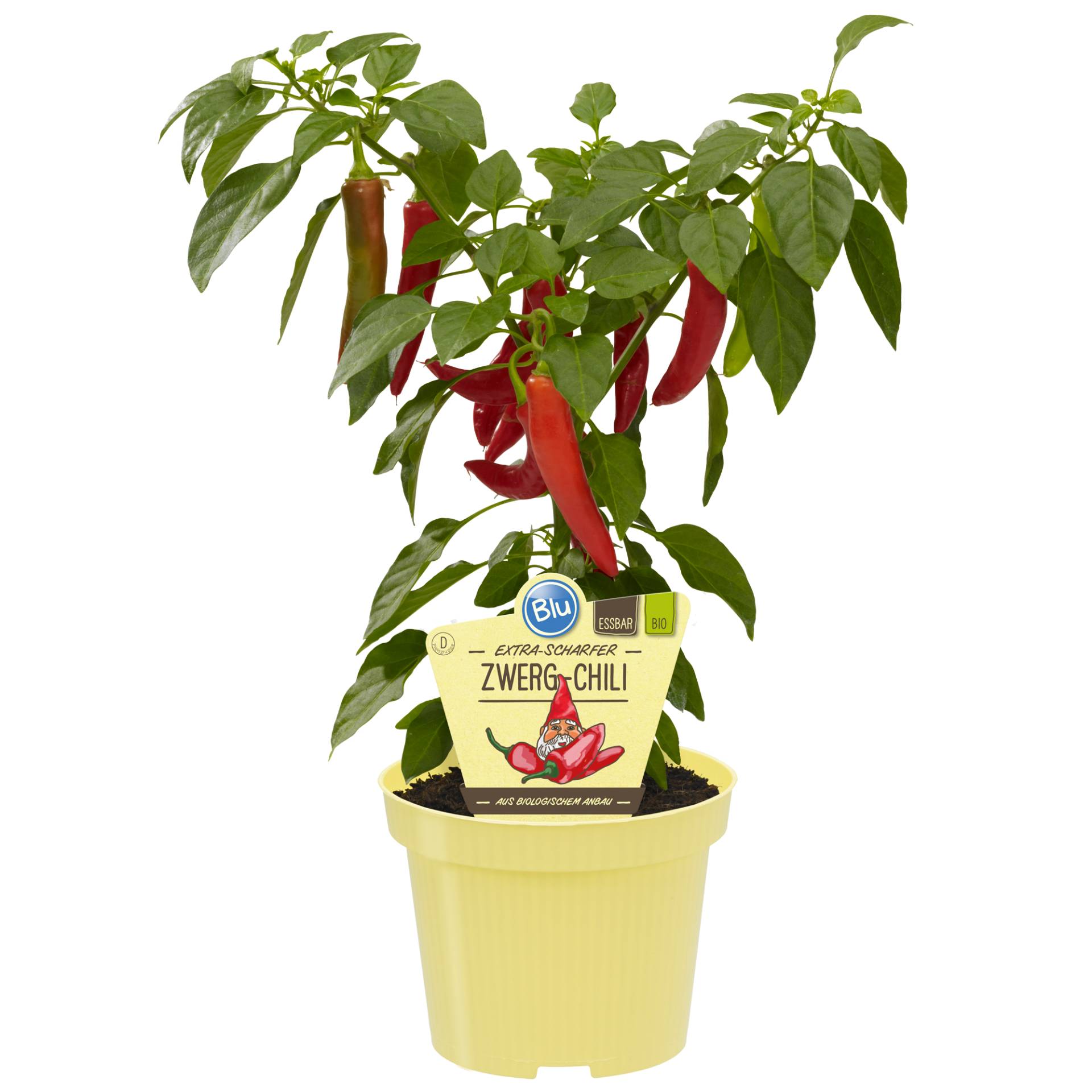 blu Bio-Zwerg-Chili 12 cm Topf von blu