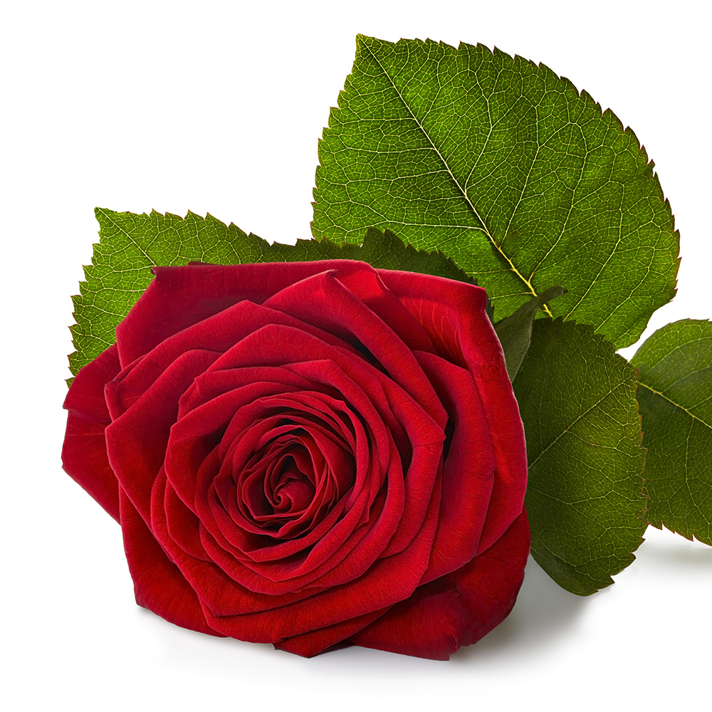 1x rote Rose (60cm) hinzufügen von blumenshop.de