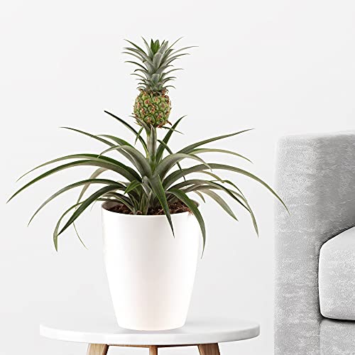 Ananas-Pflanze, Ananas comosus Mi Amigo, Zierananas, echte Zimmerpflanze im 15cm Topf, Höhe 40-50cm von blumenshop.de