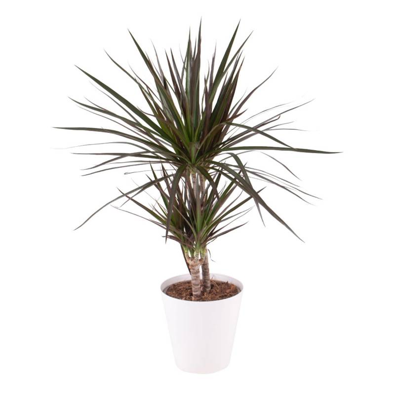 Drachenbaum Höhe ca. 70 cm  Topf-ø 17 cm Dracaena Marginata von blumenshop.de