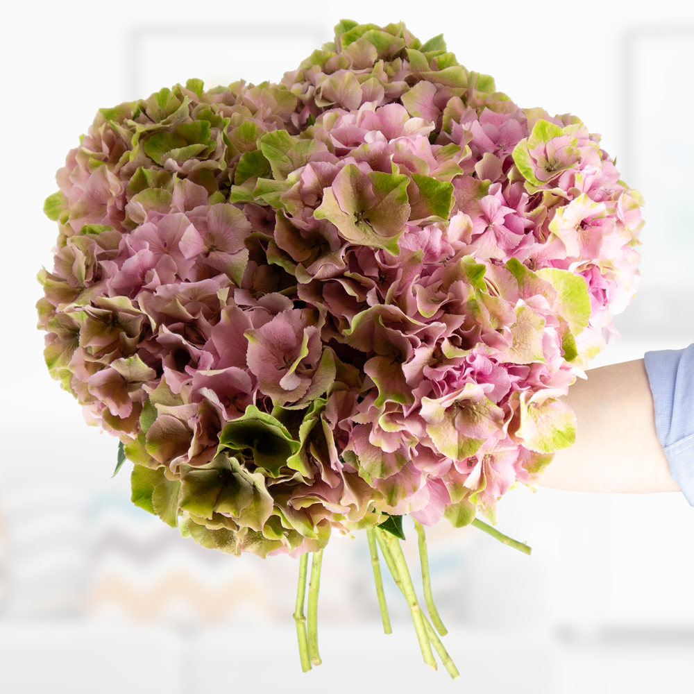 Hortensien Blumenstrauß in Rosa-Grün – 3, 5 oder 7 Stiele von blumenshop.de