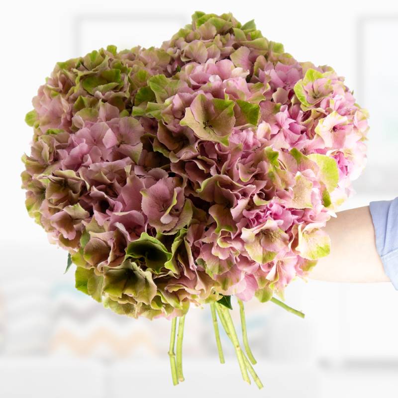 Hortensien Blumenstrauß in Rosa-Grün – 3, 5 oder 7 Stiele von blumenshop.de