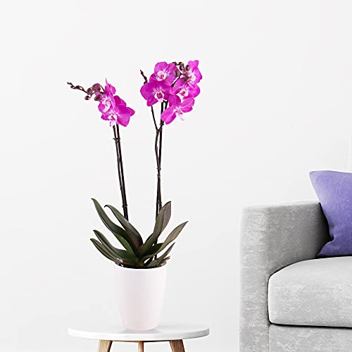 Orchidee Lila, Phalaenopsis, zwei Rispen, echte Zimmerpflanze im 12cm Topf, Höhe ca. 70cm von blumenshop.de