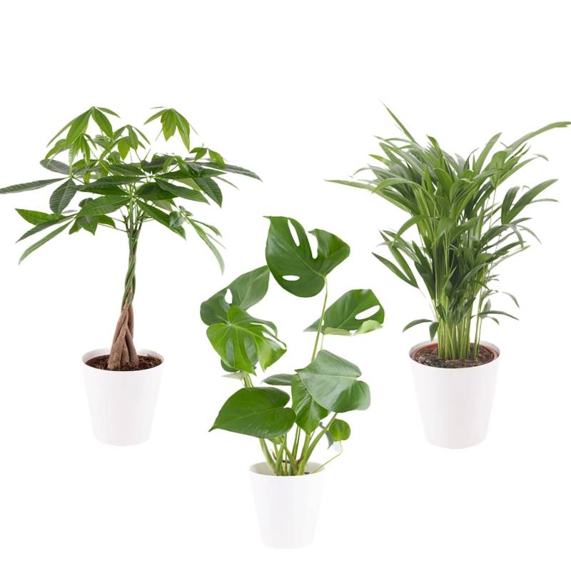 Luftreinigendes Trio Zimmerpflanzen Monstera Glückskastanie Areca ca. 50-60 cm Topf-ø 14-17 cm von blumenshop.de