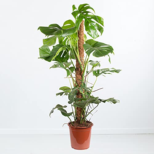 Monstera pertusum XL, Fensterblatt inkl. Pflanzstab, echte Zimmerpflanze im 24cm Topf, Höhe ca. 100-110 cm von blumenshop.de