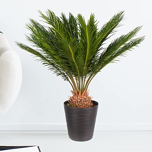 Japanischer Palmfarn, Cycas revoluta, echte Zimmerpflanze im 17cm Topf, Höhe ca. 60cm von blumenshop.de