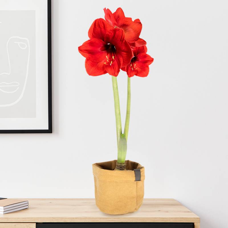 Rote Amaryllis mit zwei Trieben + gratis Jutesack | ø 12-14 cm | Hippeatrum Rote Amaryllis mit zwei Trieben + gratis Jutesack | ø 12-14 cm | Hippeatrum von blumenshop.de