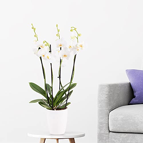 Weiße Orchidee (vier Rispen) + gratis Topf | +/- 60 cm | ø 12 cm | Phalaenopsis von blumenshop.de