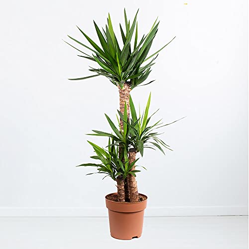 Yucca-Palme XL, Palmlilie, 3-stämmig, echte Zimmerpflanze im 24cm Topf, Höhe ca. 120cm von blumenshop.de