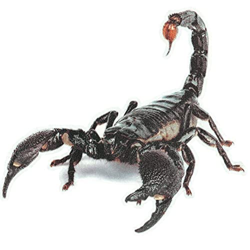 bopely 3D Scorpion Car Aufkleber Auto Scheinwerfer Skorpion Wasserdichtes Vinyl -Aufkleber Aufkleber Für Autowagen Motorradfenster Stoßfänger Wanddekoration von bopely