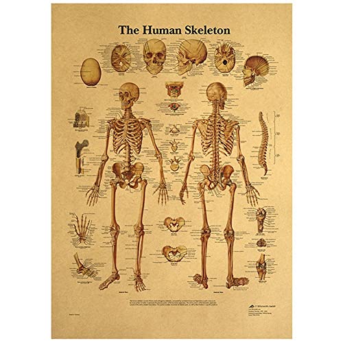bopely Body Skeletal System Anatomisches Diagramm Menschliches Skelett Anatomie Poster Wandkunst Kraftpapier Poster Decoracion von bopely