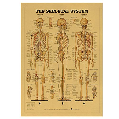 bopely Kunst Vintage Poster Drucken Menschliche Anatomie Referenz Abbildung Diagramm Muskulöse System Medizinische Skelett Körper Muskel Wanddekor von bopely