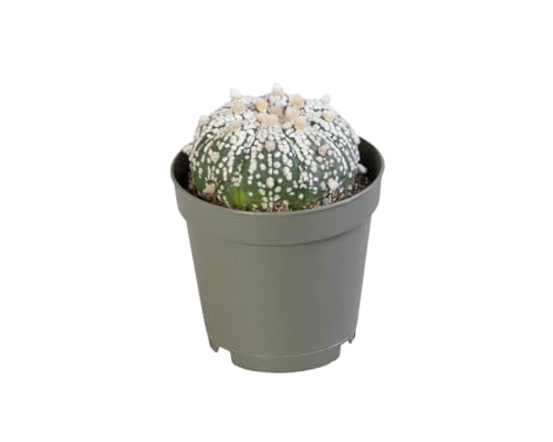 Kaktus - Cacti (Astrophytum Superkabuto) - Höhe: 15 cm - von Botanicly von botanicly