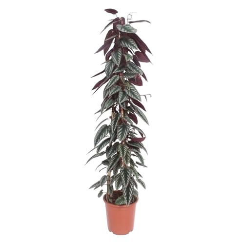 Kletterpflanze - Buntblättrige Klimme (Cissus discolor) mit Übertopf - Höhe: 150 cm - von Botanicly von botanicly