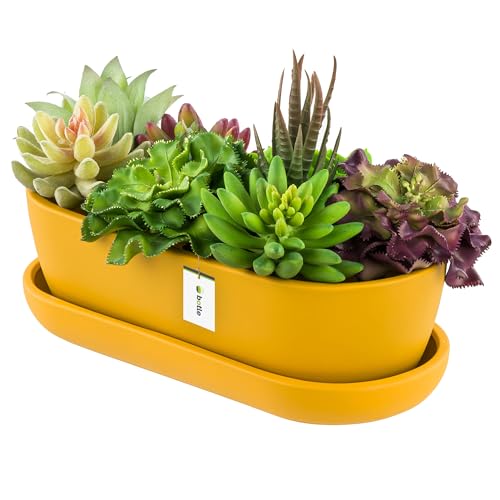 botle Blumentopf Keramik Gelb Kaktenschale mit Untersetzer Oval LxBxH 13 cm x 27,5 cm x 8 cm Oberfläche Matt Kakten Modern Glamour botle Blumentopf Keramik Gelb Kaktenschale mit Untersetzer Oval LxBxH 13 cm x 27,5 cm x 8 cm Oberfläche Matt Kakten Modern Glamour von botle
