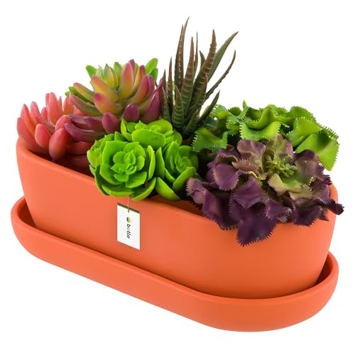 botle Blumentopf Keramik Orange Kaktenschale mit Untersetzer Oval LxBxH 13 cm x 27,5 cm x 8 cm Oberfläche Matt Kakten Modern Glamour von botle