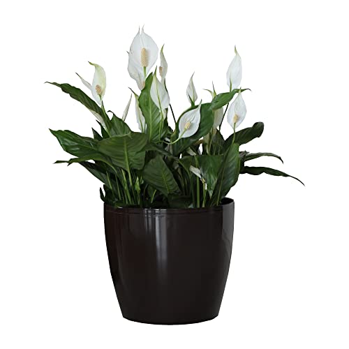 botle Blumentopf Pflanzkübel Pflanzgefäß Übertopf Kunststoff Glanz Rund Schwarz D 300 mm H 265 mm von botle