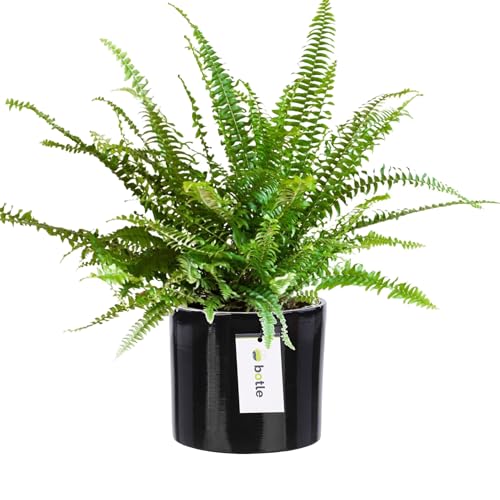 botle Blumentopf aus Keramik Blumenübertopf Gehäuse Farbe Schwarz Rund Ø 12,5cm H 12cm Glanz Oberfläche Modern Glamour botle Blumentopf aus Keramik Blumenübertopf Gehäuse Farbe Schwarz Rund Ø 12,5cm H 12cm Glanz Oberfläche Modern Glamour von botle
