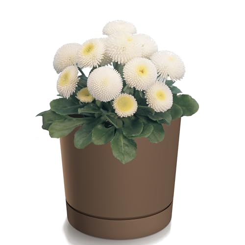 Blumentopf mit Untersetzer Ø14,7 cm Höhe 14,7 cm Rund Matt Modern Glatt Modisch Farbe Braun -stilvolle und langlebige Inner-heimdekoration Gehäuse Blumentopf mit Untersetzer Ø14,7 cm Höhe 14,7 cm Rund Matt Modern Glatt Modisch Farbe Braun -stilvolle und langlebige Inner-heimdekoration Gehäuse von botle