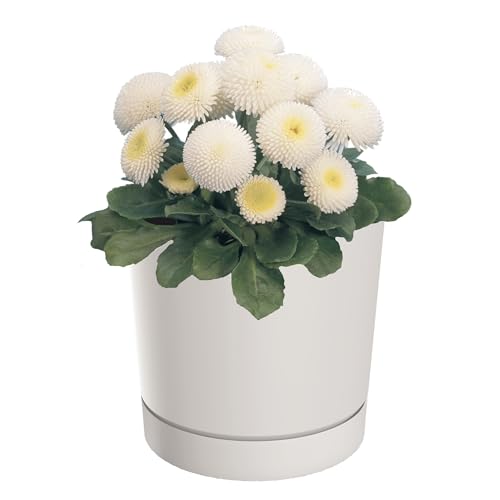 botle Blumentopf mit Untersetzer Ø17,8 cm Höhe 17,5 cm Rund Matt Modern Glatt Modisch Farbe Weiß -stilvolle und langlebige Inner-heimdekoration Gehäuse von botle
