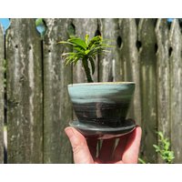 Mini-Blumentopf, 6, 3 cm Hoch, Schwarz/Aquablauer Blumentopf Mit Untersetzer, Handgefertigter Keramik-Pflanzentopf, Drainagelöcher Mini-Blumentopf, 6, 3 cm Hoch, Schwarz/Aquablauer Blumentopf Mit Untersetzer, Handgefertigter Keramik-Pflanzentopf, Drainagelöcher von brooklynglobal