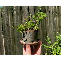 Mini-Blumentopf, 6, 5 cm Hoch, Hellblauer/Aqua Violetter Blumentopf Mit Untersetzer, Handgefertigter Keramik-Pflanzentopf, Drainagelöcher von brooklynglobal