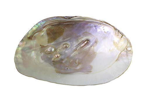 Budawi® echte Perlmutt Muschel Hälfte mit Perlen, Muschelschale, Seifenschale, Dekoschale von budawi-Deko