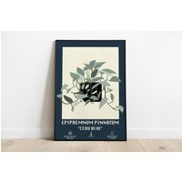 Epipremnum Pinnatum Cebu Blau/ Pothos Poster/Teufel Efeu/Illustration/Print/Wandbehang von byPrimrose