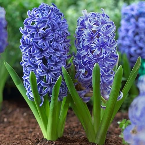 Hyazinthen Zwiebeln Winterhart MehrjäHrig StüCk Weiß Gartenpflanzen Pflanzen Blumenzwiebeln Kunstblumen Blumen FrüHblüHer Winterharte FüR Garten PACK OF 10 von bybest