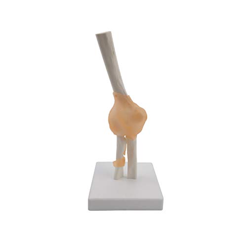 Anatomisches Modell Ellenbogen I mit beweglichen Knochen, Gelenk und Bändern I lebensgroße Abbildung des menschlichen Ellenbogens (ca. 24 cm) I inklusive Stativ von care & harmony