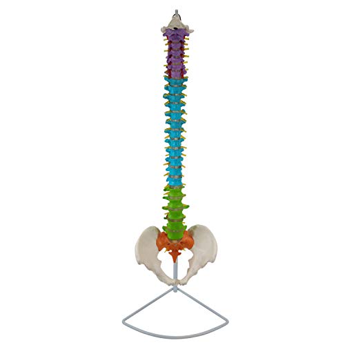 Flexible Wirbelsäule mit Becken und farbigen Wirbelsäulenabschnitten I lebensgroßes und detailliertes anatomisches Modell (ca. 85 cm) I inklusive Stativ von care & harmony