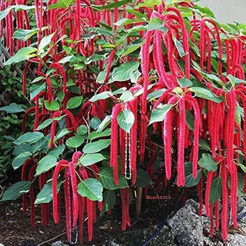 10 Stück Acalypha-Blumensamen von cetechondra