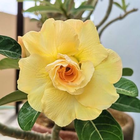10 Stück gelbe Adenium-Blumensamen von cetechondra