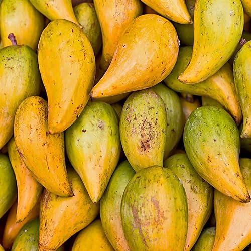 10 Stück gelbe Lucuma-Fruchtsamen 10 Stück gelbe Lucuma-Fruchtsamen von cetechondra