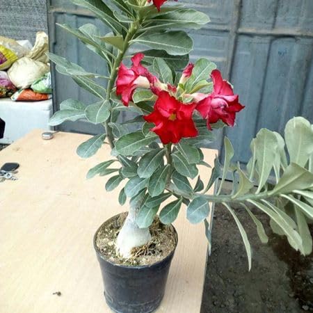 10 Stück rote Adenium-Blumensamen von cetechondra