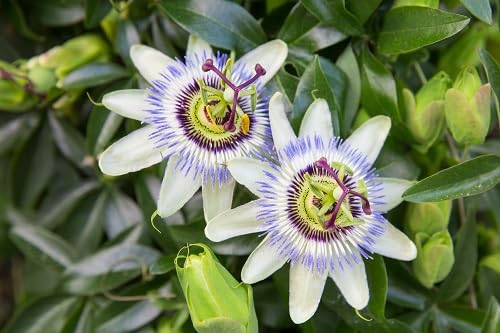 10 Stück weißviolette Passionsblumensamen von cetechondra