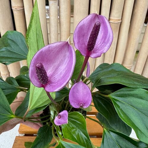 100 Stück Anthurium-Blumensamen 100 Stück Anthurium-Blumensamen von cetechondra