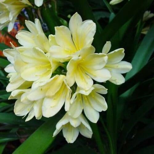 100 Stück Clivia-Blumensamen 100 Stück Clivia-Blumensamen von cetechondra