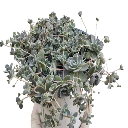 100 Stück Esche Orostachys Pflanzensamen 100 Stück Esche Orostachys Pflanzensamen von cetechondra